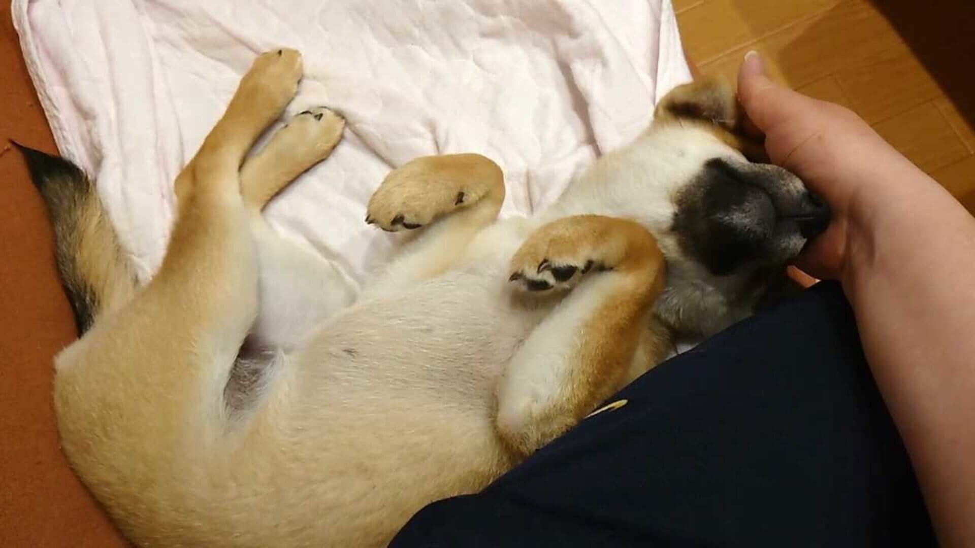 Shiba Mekuri screenshot 1