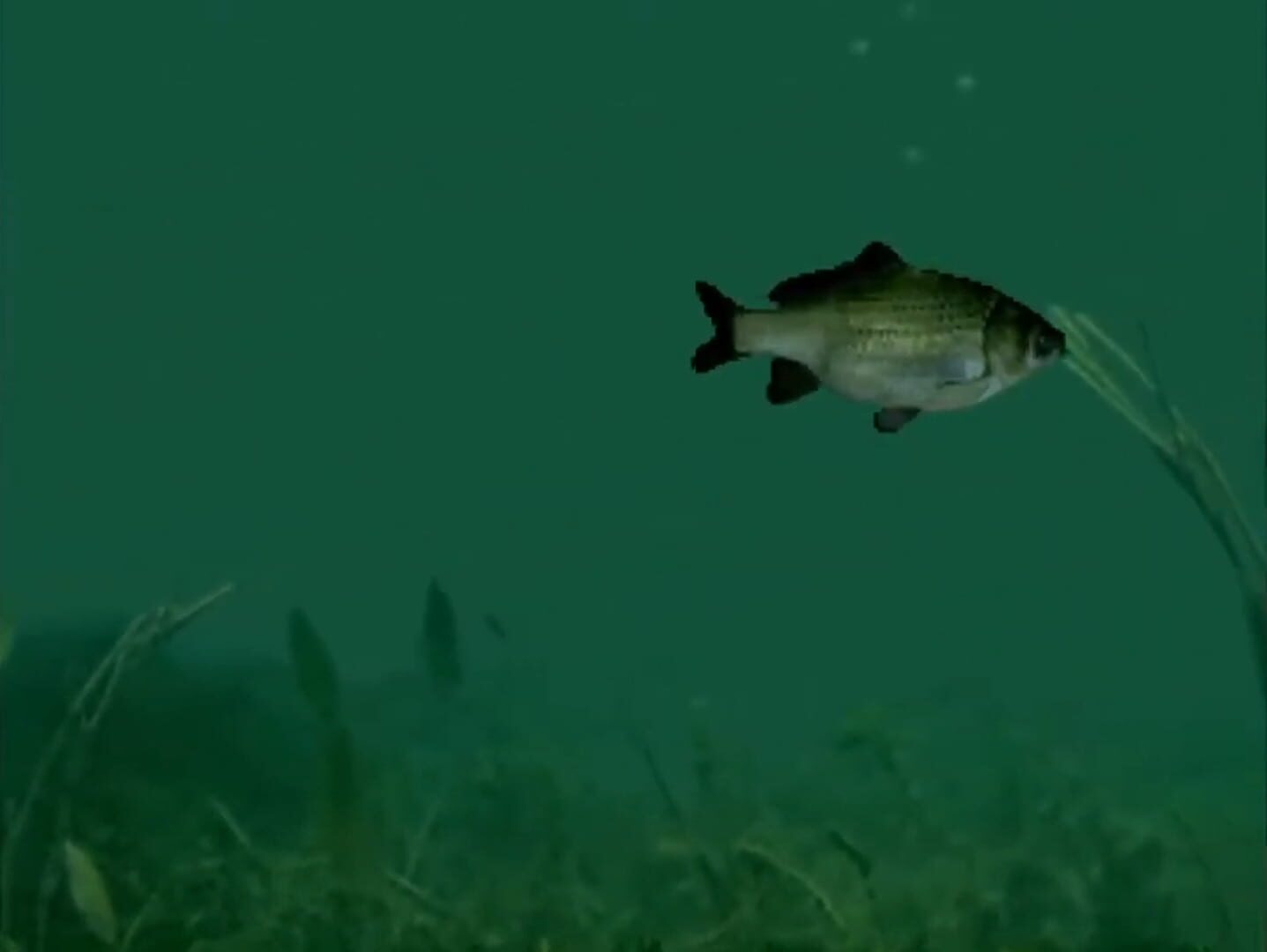 Reel Fishing screenshot 1