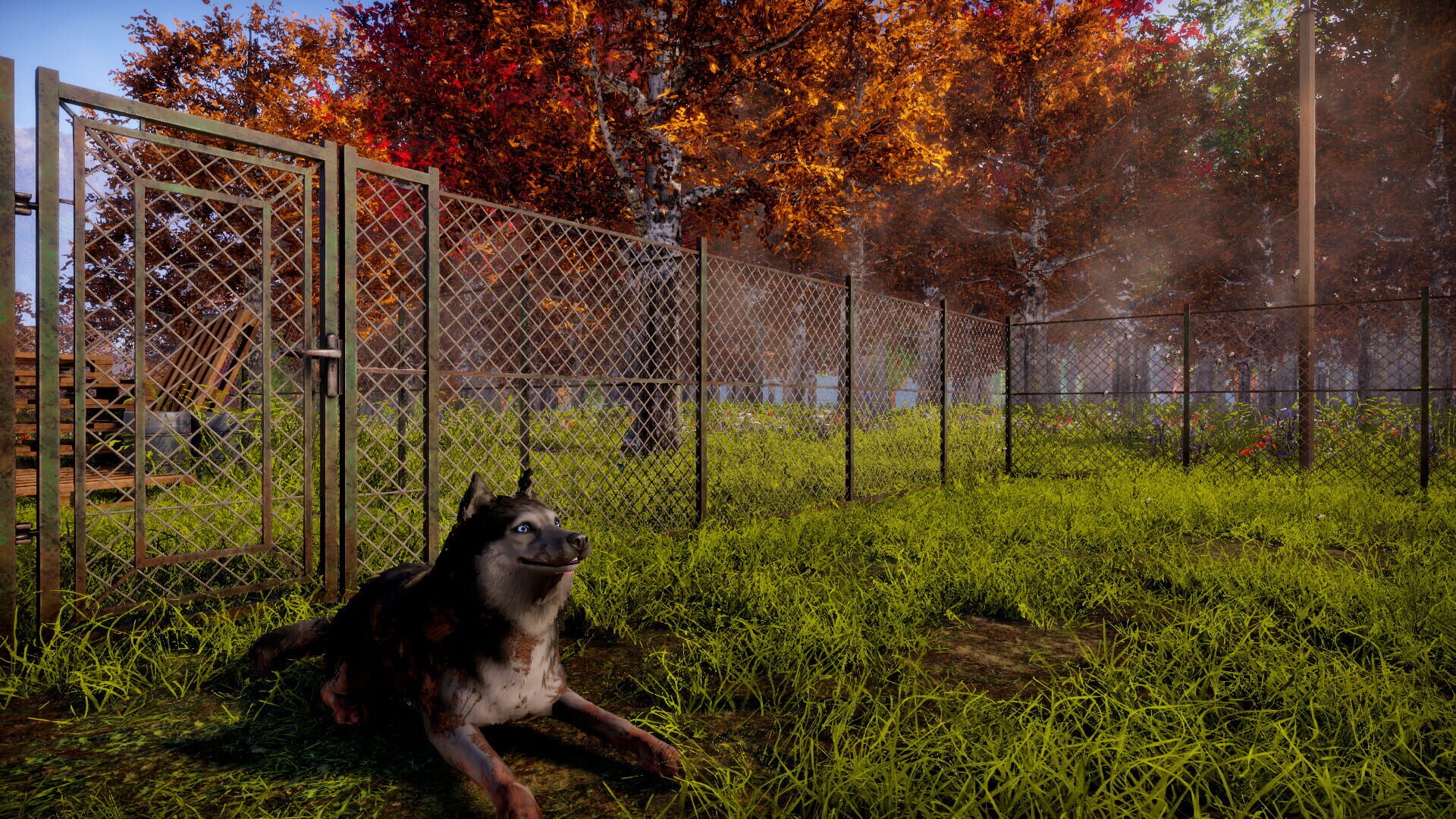 Animal Shelter 2 screenshot 1