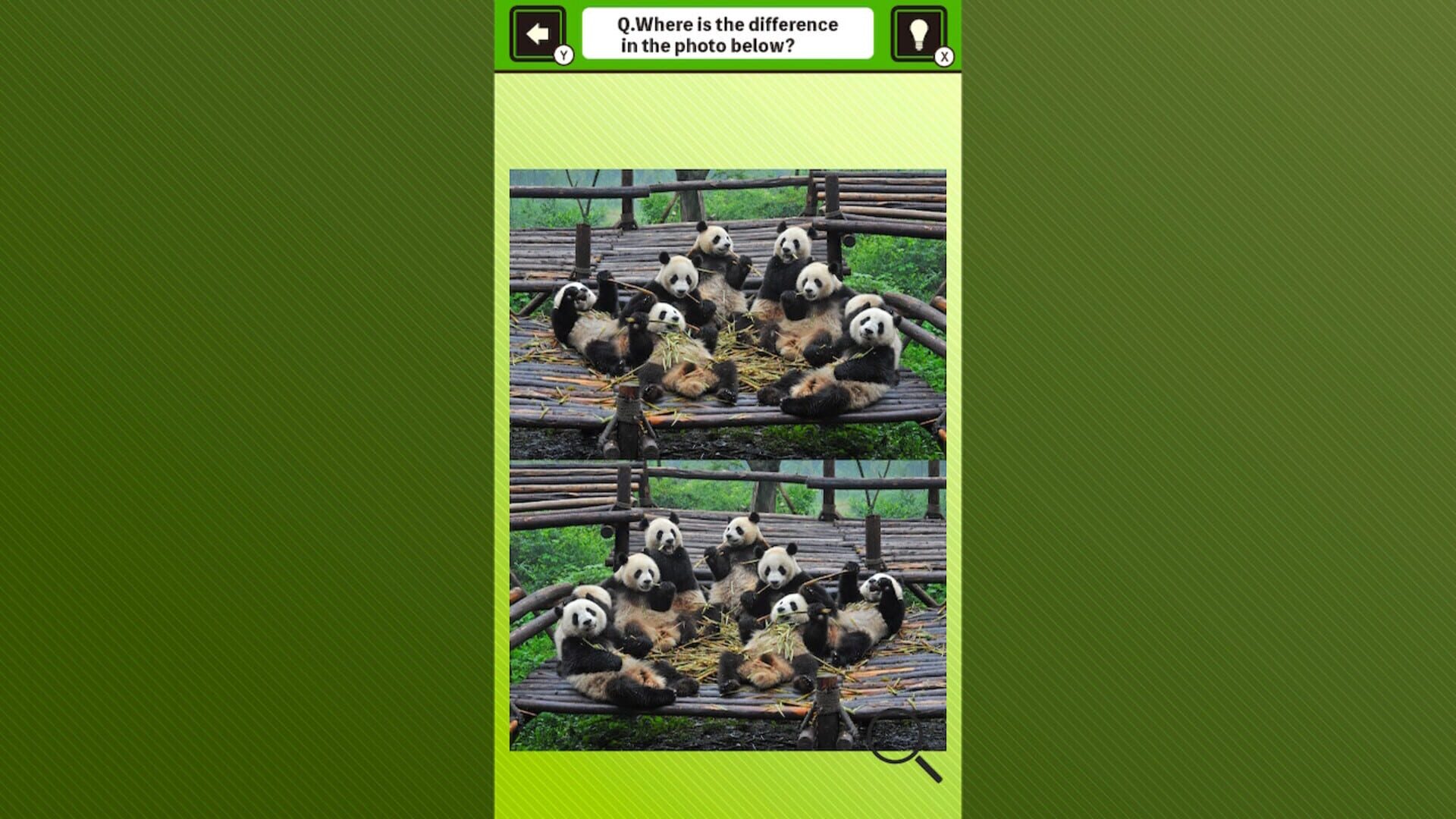 Super Kawaii! Finding Mistakes in Panda Photos screenshot 1
