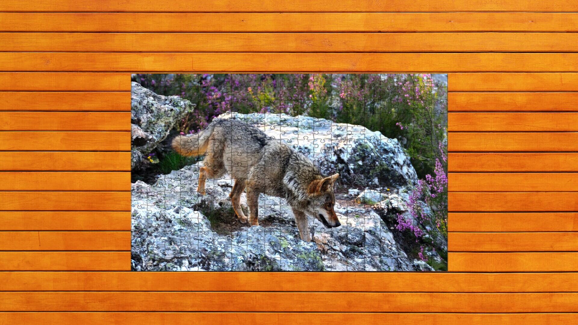 Bear vs. Wolf Jigsaw Puzzle screenshot 1